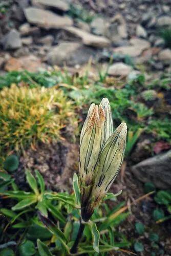 百花开尽，百花中篇小说丛书