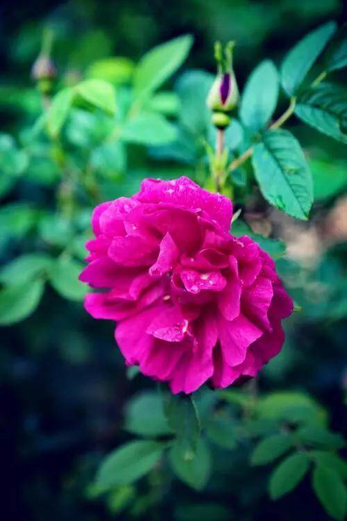 百花开尽，百花中篇小说丛书