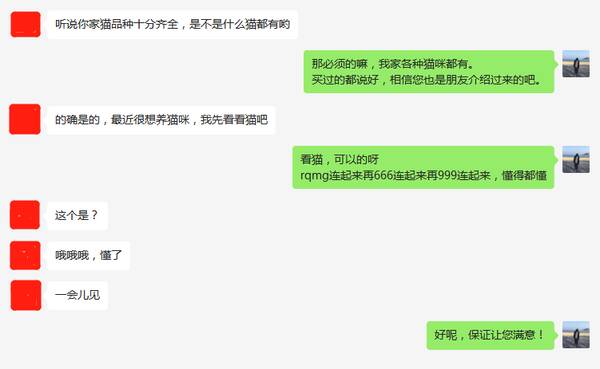 日本短腿猫多少钱一只，日本短尾猫多少钱一只,日本短尾猫价格是多少
