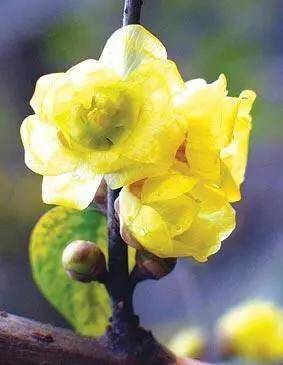 百花开尽，百花中篇小说丛书