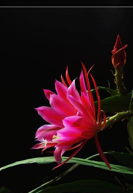 百花开尽，百花中篇小说丛书