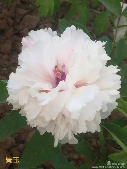 百花开尽，百花中篇小说丛书