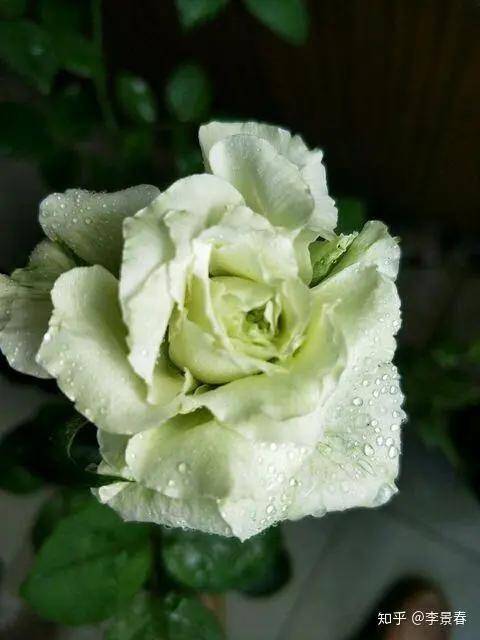 百花开尽，百花中篇小说丛书