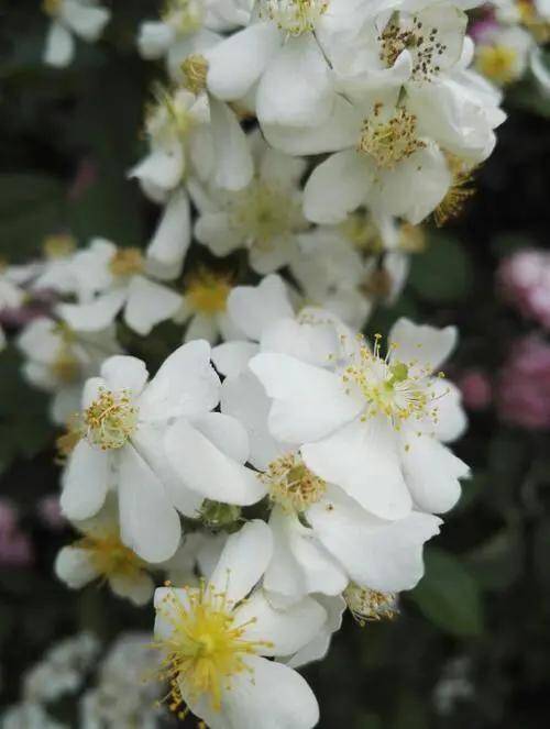 百花开尽，百花中篇小说丛书