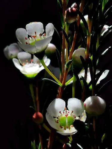 百花开尽，百花中篇小说丛书