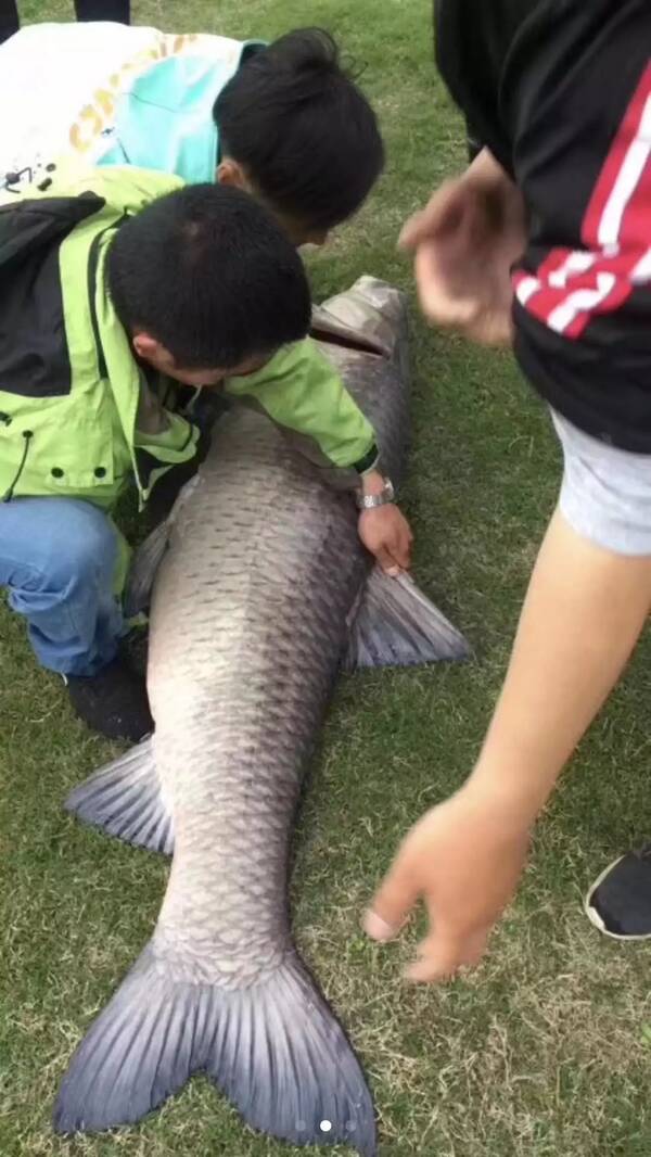 大毛钓鱼150斤青鱼，钓获150斤巨型青鱼