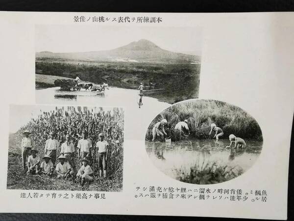 完达山果粒奶珍,完达山奶粉 完达山果粒奶珍,完达山奶粉