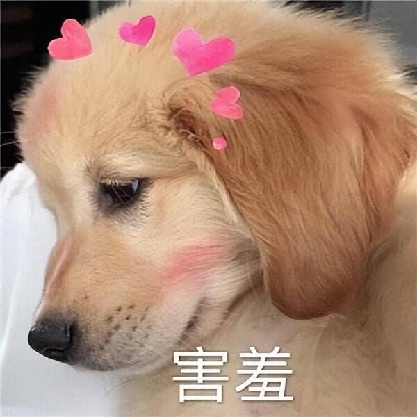 宠物犬哪种较好？推荐15种适合当“宠物狗”的犬种，颜值很在线