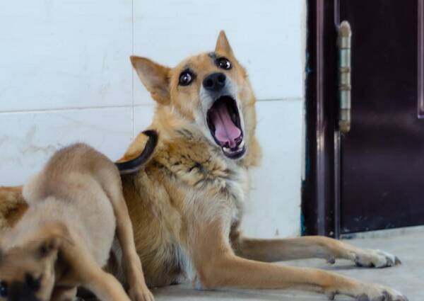 宠物犬哪种较好？推荐15种适合当“宠物狗”的犬种，颜值很在线