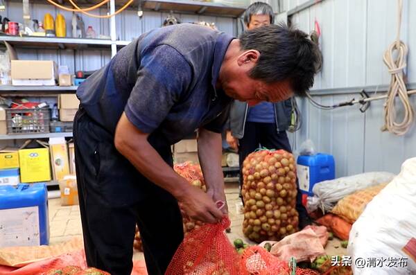清水县核桃产业简介，清水：青皮核桃销路畅农民收入有保障