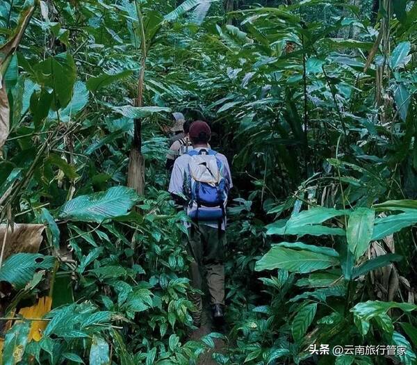 去西双版纳的旅游攻略，过年去西双版纳旅游攻略