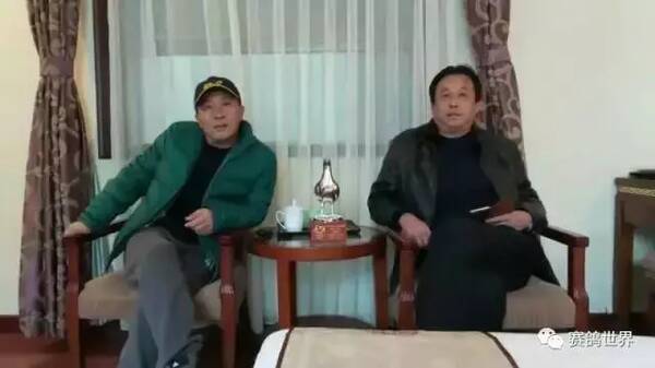 北京足金鸽业陈明华，赛鸽世界专访足金鸽业陈明华先生！