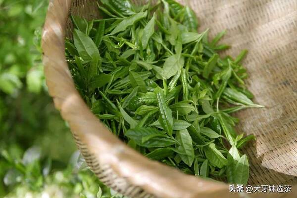 100块钱茶叶骗局，喝100元以内的茶被嘲笑？取笑的人不是商就是傻