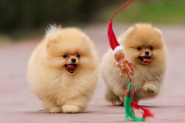 适合农村养的小型犬，好养又不贵的小型犬,很多人都在养它