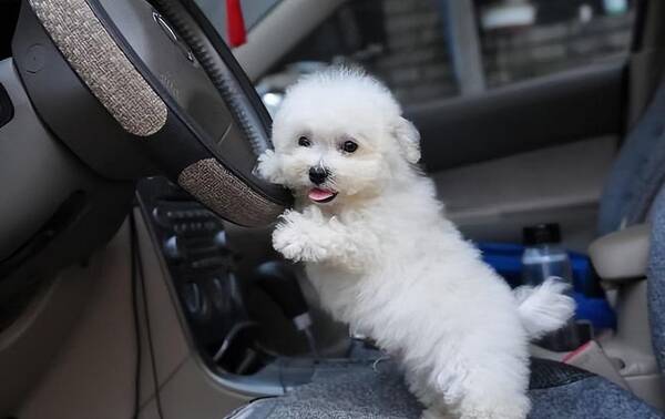 适合农村养的小型犬，好养又不贵的小型犬,很多人都在养它