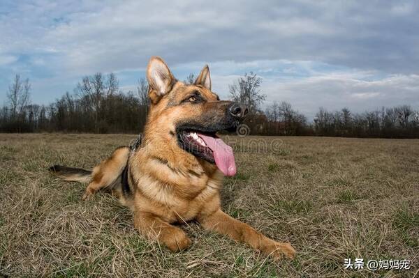 德国牧羊犬幼犬图片，一只纯种的德国牧羊犬多少钱