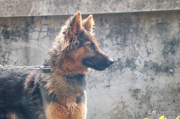 德国牧羊犬幼犬图片，一只纯种的德国牧羊犬多少钱