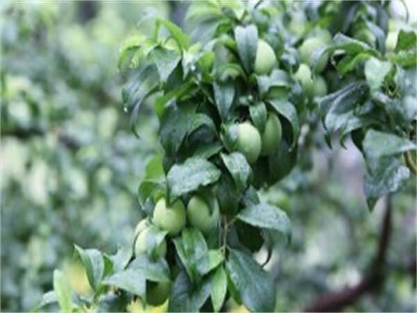 最新品种李子苗价格，清泉蜜脆李子苗价格
