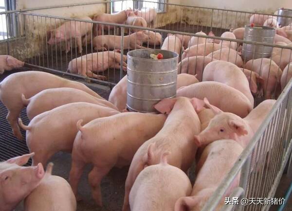 猪价上涨最新情况，明天全国猪价上涨2022.4.29