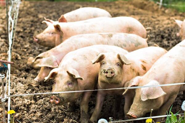 去年大家都说猪肉价格飞涨,而今年由于生猪养殖，囤肉了！生猪产能没了2/3，猪价涨至12元，猪贩子“无猪可收”