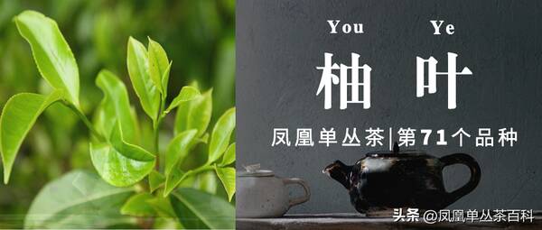 单丛茶叶，凤凰单丛有机茶