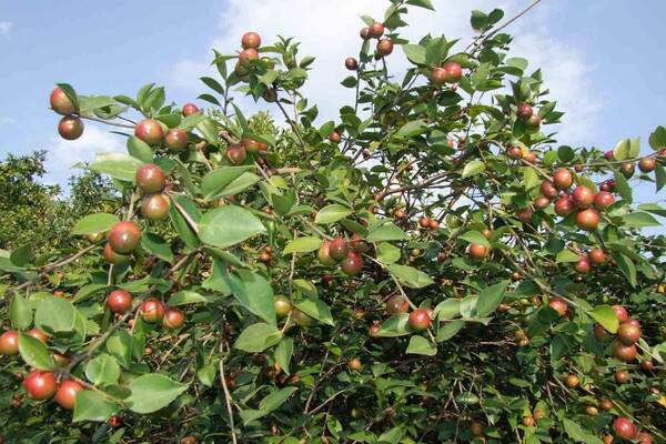 山茶果价格多少钱一斤