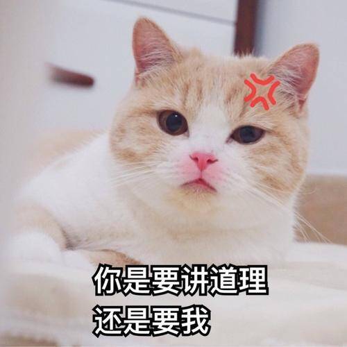 猫咪搞笑图片带字图片图片