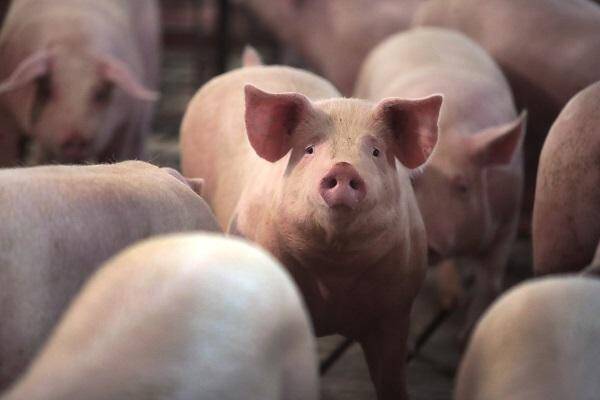 关注“猪周期”：猪肉价格持续下跌,生猪养殖总体亏损，生猪价格已创年内新高，猪肉价格升势重启，新一轮猪周期启动？