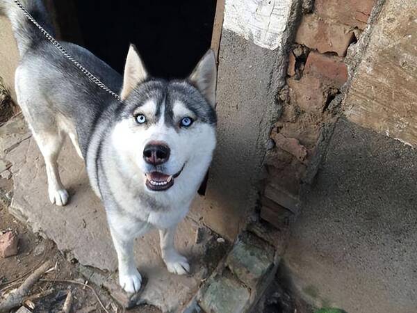 农村最佳护院犬图片