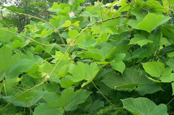 山上野生藤蔓植物图片