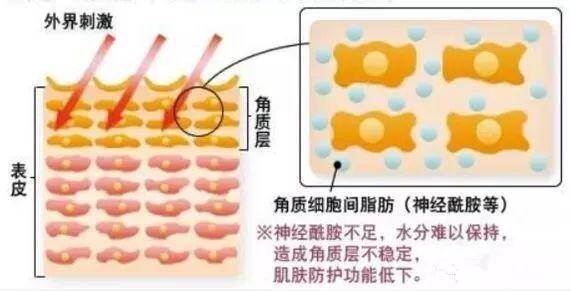 烟酰胺与神经酰胺有什么区别？神经酰胺是什么？烟酰胺和神经酰胺有啥区别吗？