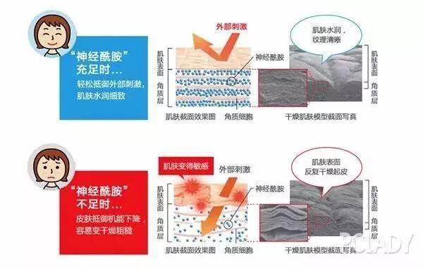 烟酰胺与神经酰胺有什么区别？神经酰胺是什么？烟酰胺和神经酰胺有啥区别吗？