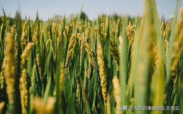 芸苔素内酯打多了会怎么样？芸苔素内酯用多了会怎样？