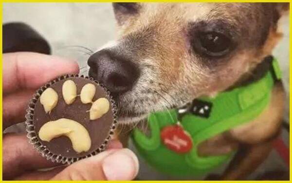 狗吃巧克力后会自愈吗?狗吃巧克力会中毒,为什么有的狗没事呢?