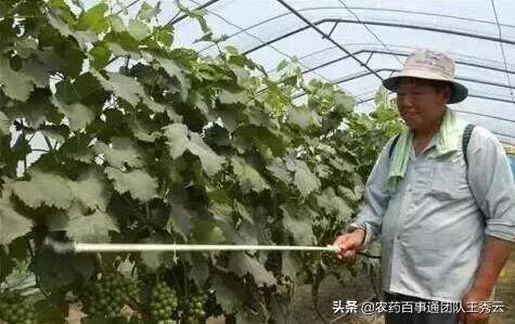 芸苔素内酯打多了会怎么样？芸苔素内酯用多了会怎样？