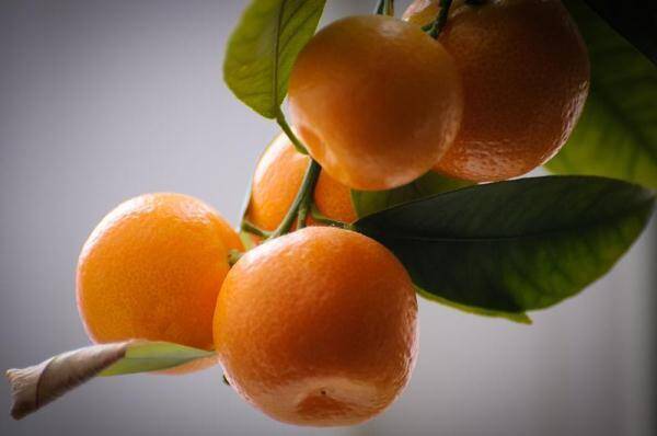 橘子吃多了会黄，橘子吃多了会不会变成小黄人
