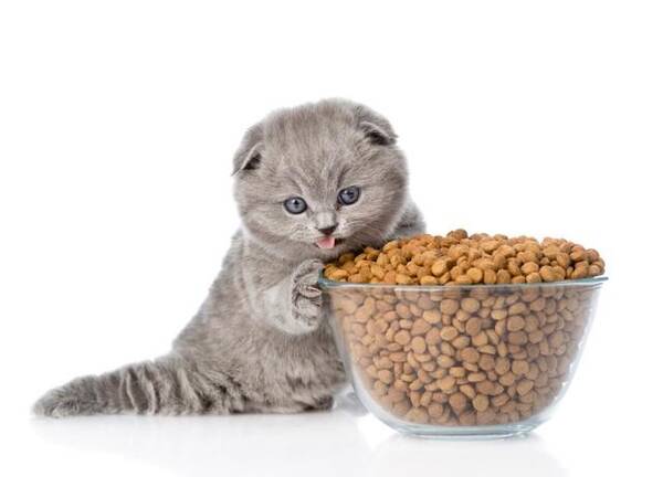 人们可以安全地食用猫粮吗英语？人们可以安全地食用猫粮吗？
