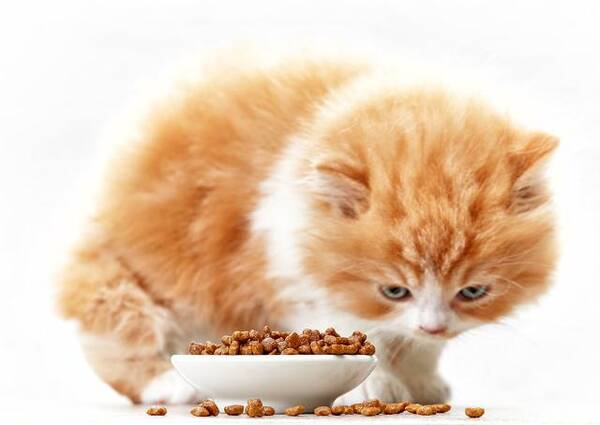 人们可以安全地食用猫粮吗英语？人们可以安全地食用猫粮吗？