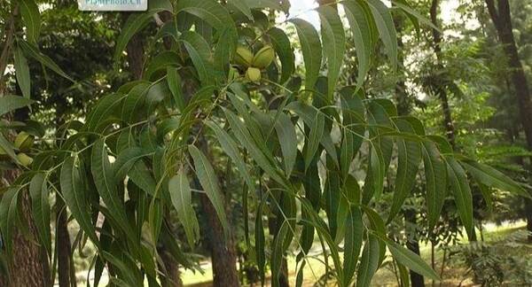 碧根果的开口器怎么用？碧根果是树上的果实吗？