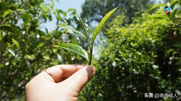 什么普洱茶较好？普洱茶价格为什么那么高？