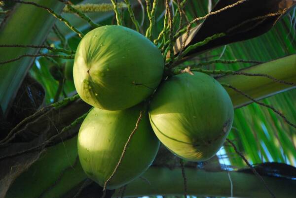 椰泰椰汁的生产流程,椰汁是怎么做出来的呢？椰泰椰汁的生产流程，椰汁是怎么做出来的