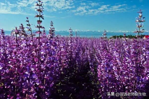 紫苏油和苏子油一样吗？紫苏子是苏子吗？