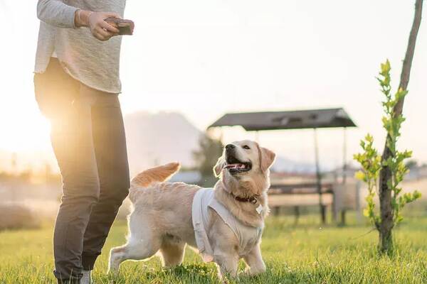 宠物训练，训练狗狗需要哪些器具？8种宠物犬训练用品？