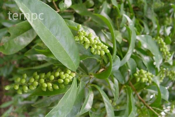 五月花植物，五月茶植物介绍及应用价值