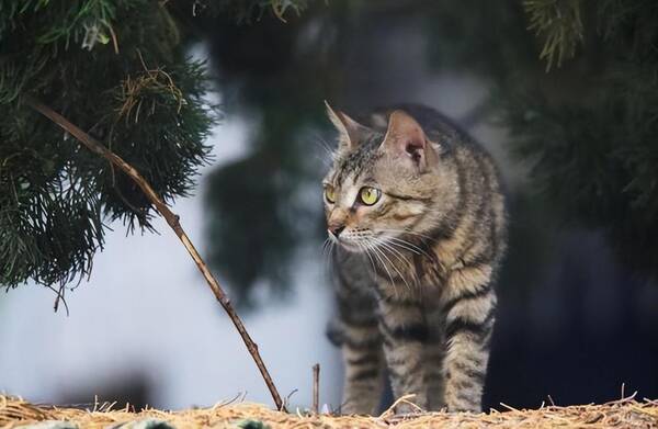 美短和狸花猫哪个好看?本土狸花猫vs进口美短猫,哪个更胜一筹?