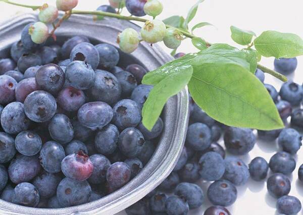 云南蓝莓和四川蓝莓有什么区别？四川蓝莓全国第二，却苦于没有“存在感”