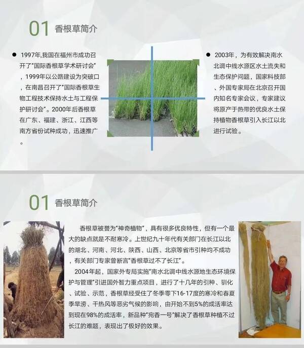 香根草图片，香根草有什么功效？