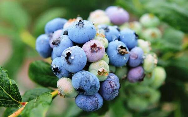 云南蓝莓和四川蓝莓有什么区别？四川蓝莓全国第二，却苦于没有“存在感”